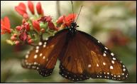 mariposas43