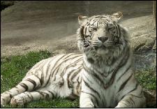 zoo233