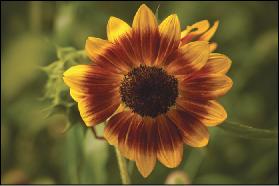 girasoles