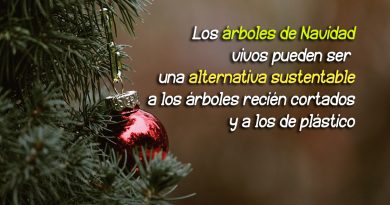 Los árboles de Navidad vivos pueden ser una alternativa sustentable a los árboles recién cortados y a los de plástico