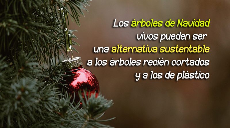 Los árboles de Navidad vivos pueden ser una alternativa sustentable a los árboles recién cortados y a los de plástico