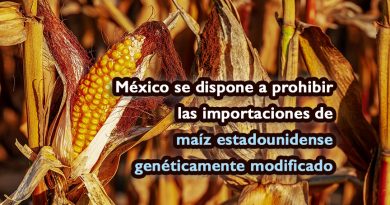 México se dispone a prohibir las importaciones de maíz estadounidense genéticamente modificado