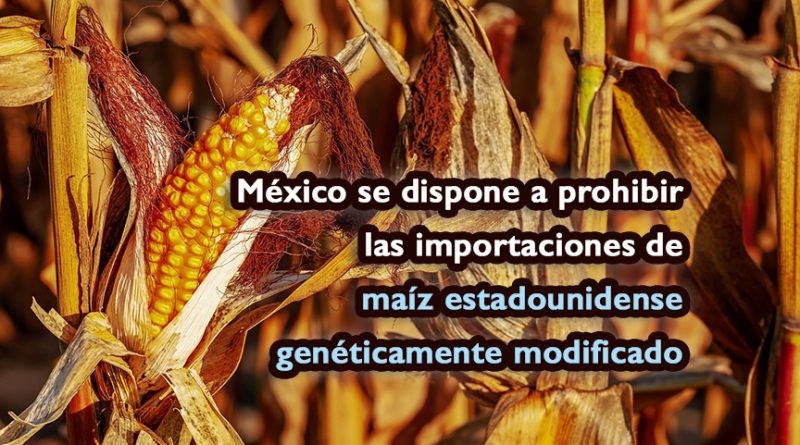 México se dispone a prohibir las importaciones de maíz estadounidense genéticamente modificado