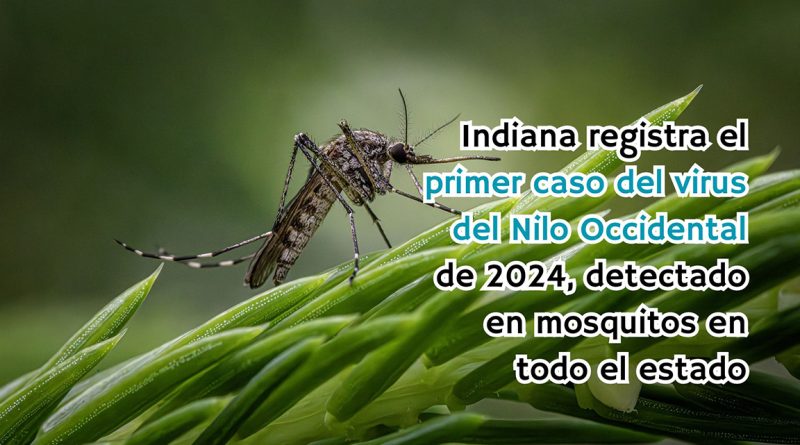 Indiana registra el primer caso del virus del Nilo Occidental de 2024, detectado en mosquitos en todo el estado