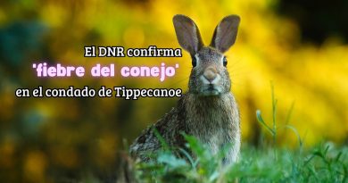 El DNR confirma 'fiebre del conejo' en el condado de Tippecanoe