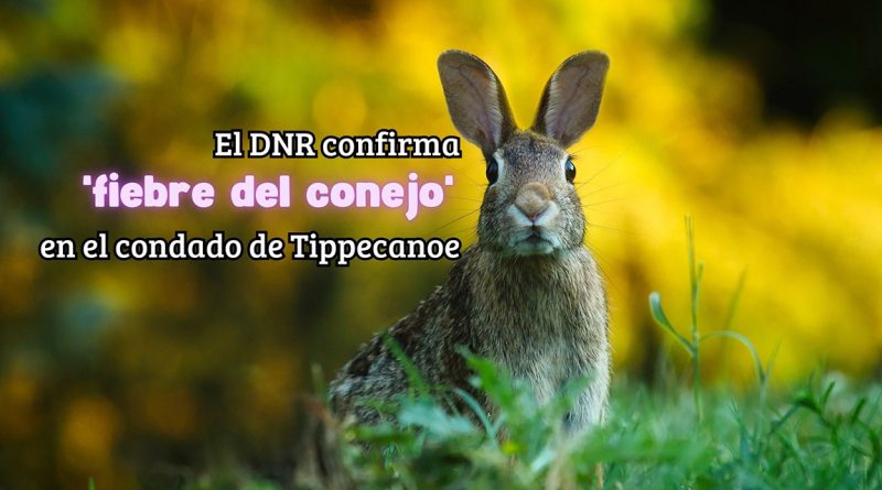 El DNR confirma 'fiebre del conejo' en el condado de Tippecanoe
