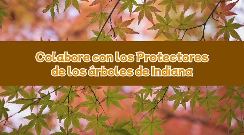 Colabore con los Protectores de los árboles de Indiana