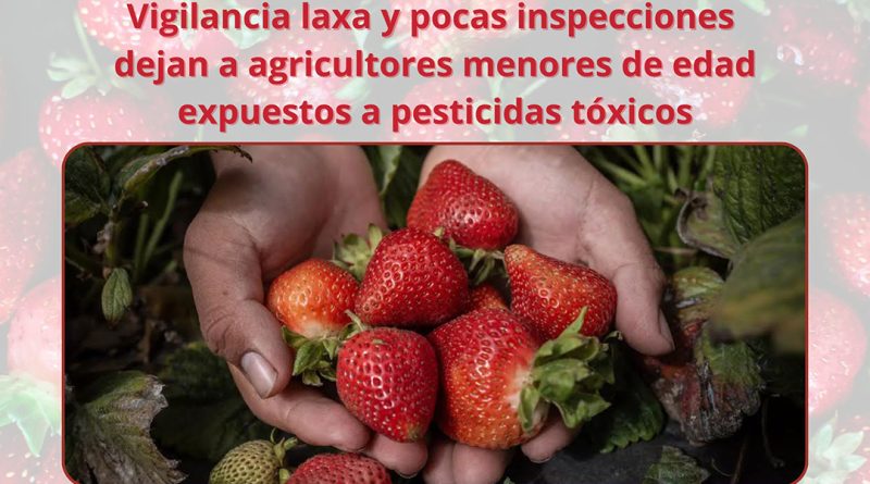 Vigilancia laxa y pocas inspecciones dejan a agricultores menores de edad expuestos a pesticidas tóxicos