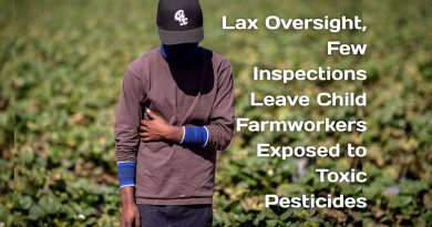 Lax Oversight, Few Inspections Leave Child Farmworkers Exposed to Toxic Pesticides
