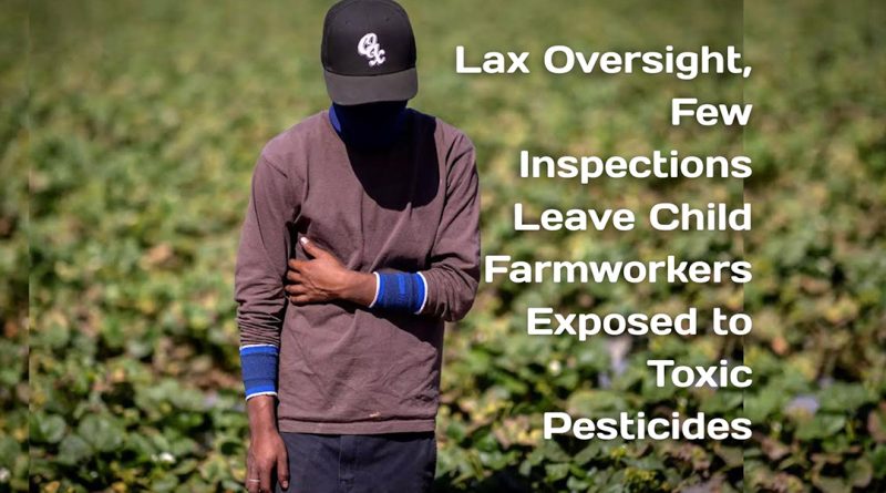 Lax Oversight, Few Inspections Leave Child Farmworkers Exposed to Toxic Pesticides